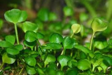 پاورینت جالب درباره غذاسازان بزرگ چهارم ابتدایی