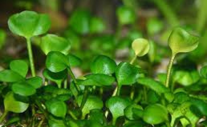 پاورینت جالب درباره غذاسازان بزرگ چهارم ابتدایی